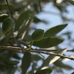 Tenuta Margherita Alloggio per agriturismo *