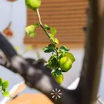 Tenuta Margherita