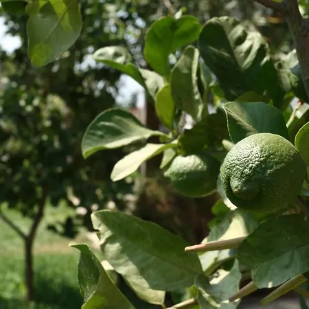 Tenuta Margherita Alloggio per agriturismo *
